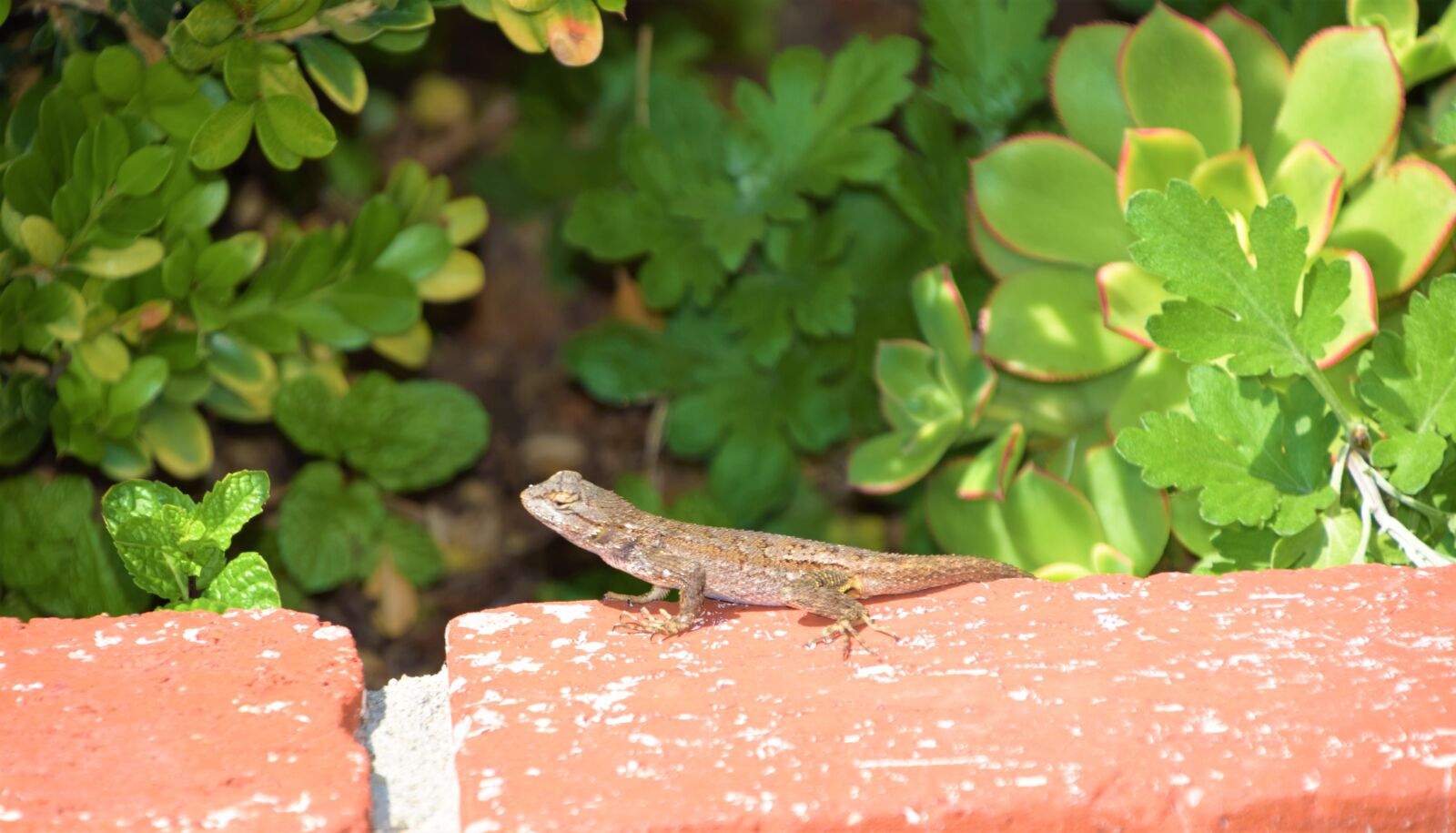 Nikon D3300 sample photo. Garden life, thin lizzy photography