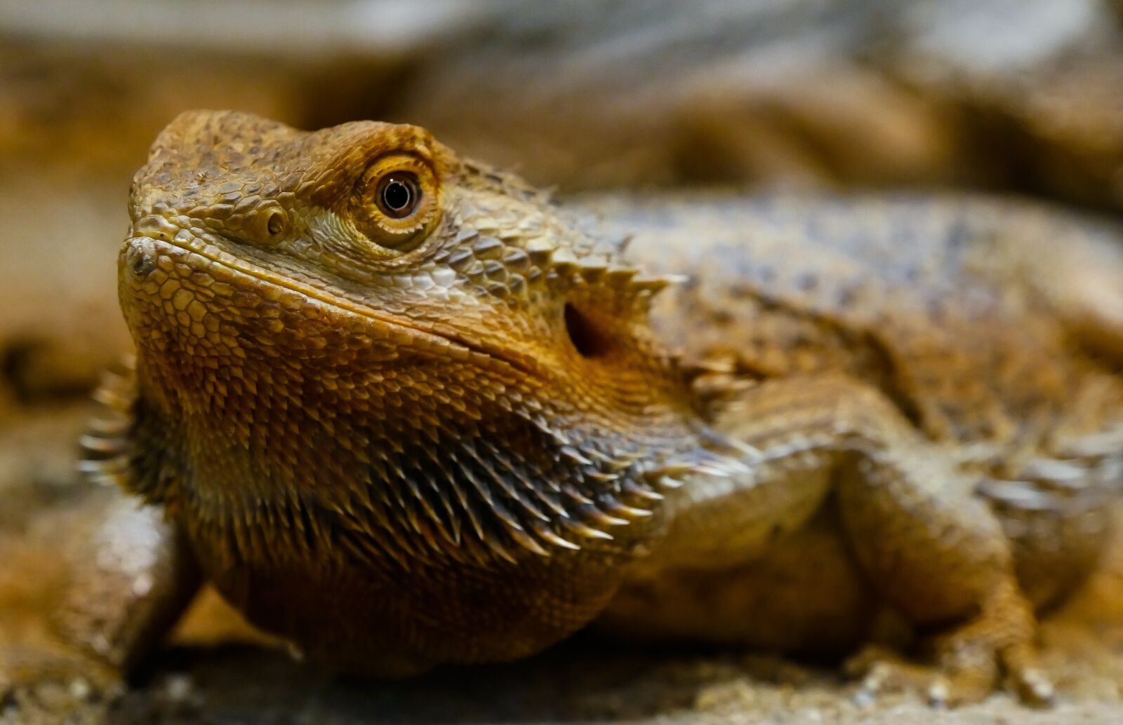 Panasonic DMC-G70 sample photo. Animal, lizard, agame photography