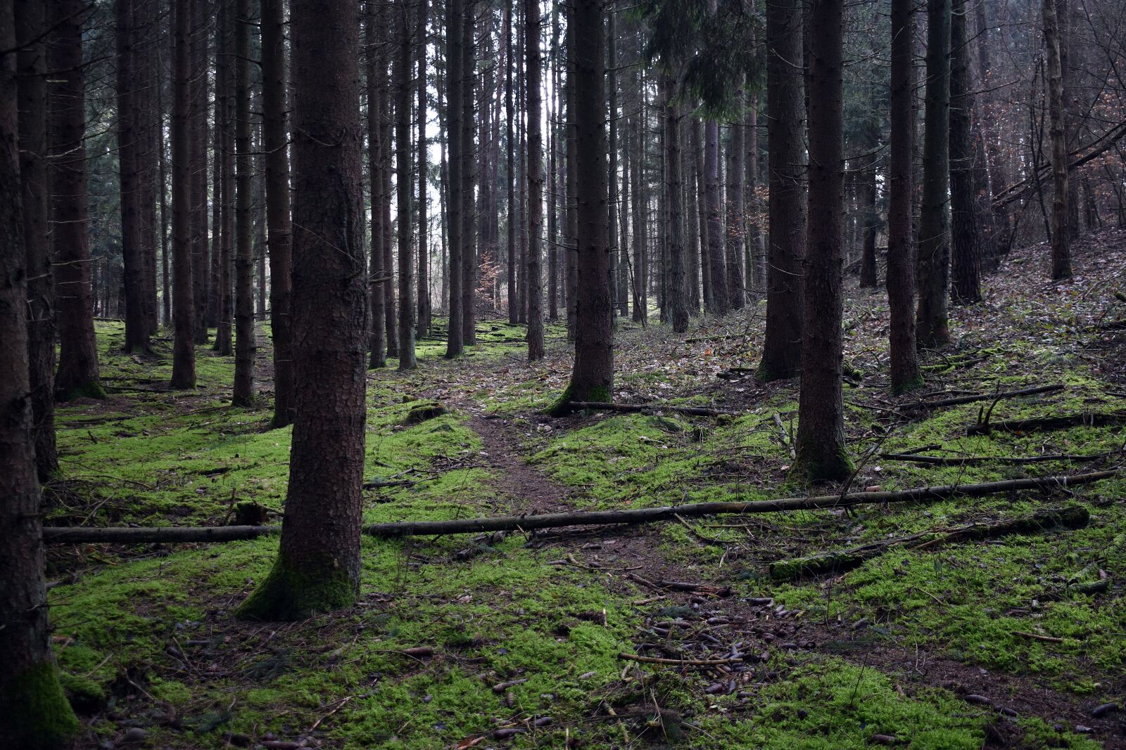 Nikon D3400 sample photo. Nature, forest, moss photography