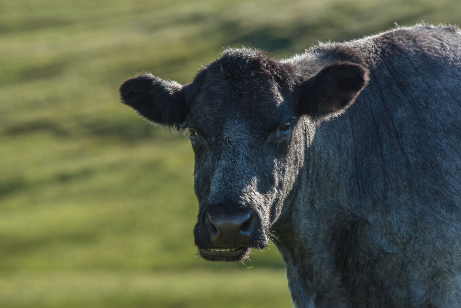 Nikon D750 sample photo. Highland-rinder, beef, cow photography