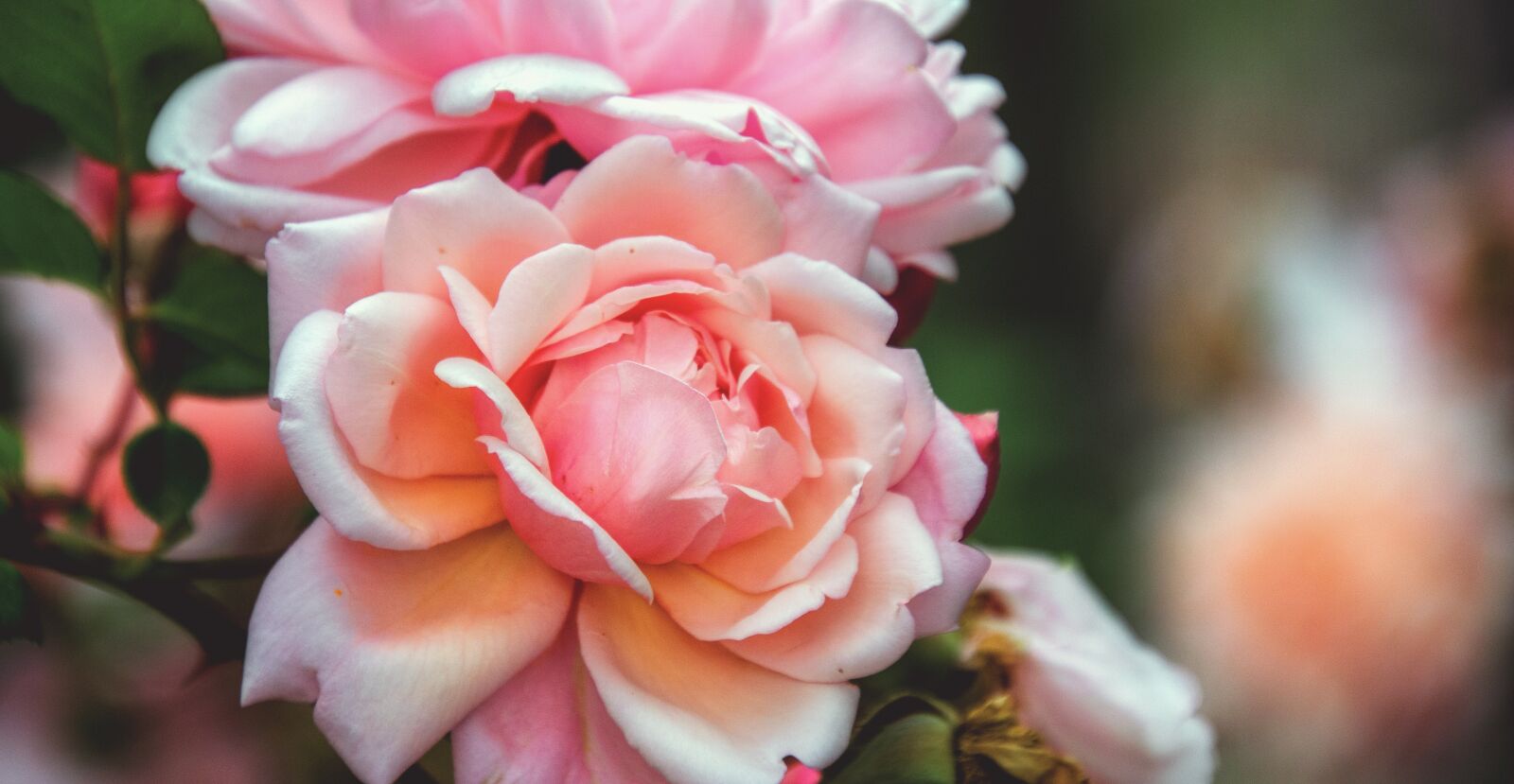 Nikon D7000 sample photo. Rose, flowers, petals photography