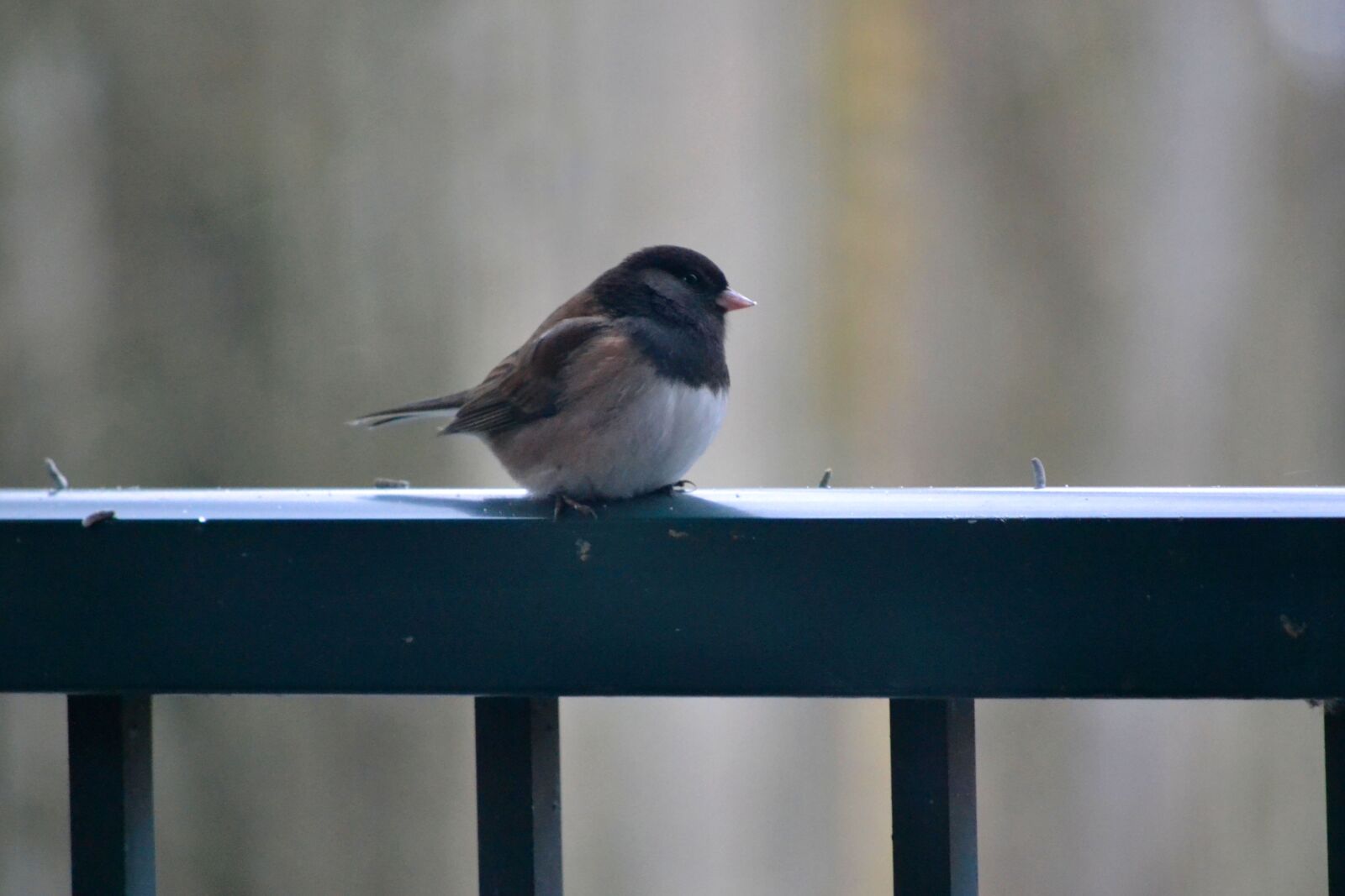 Nikon D3100 sample photo. Bird, feather, rail photography