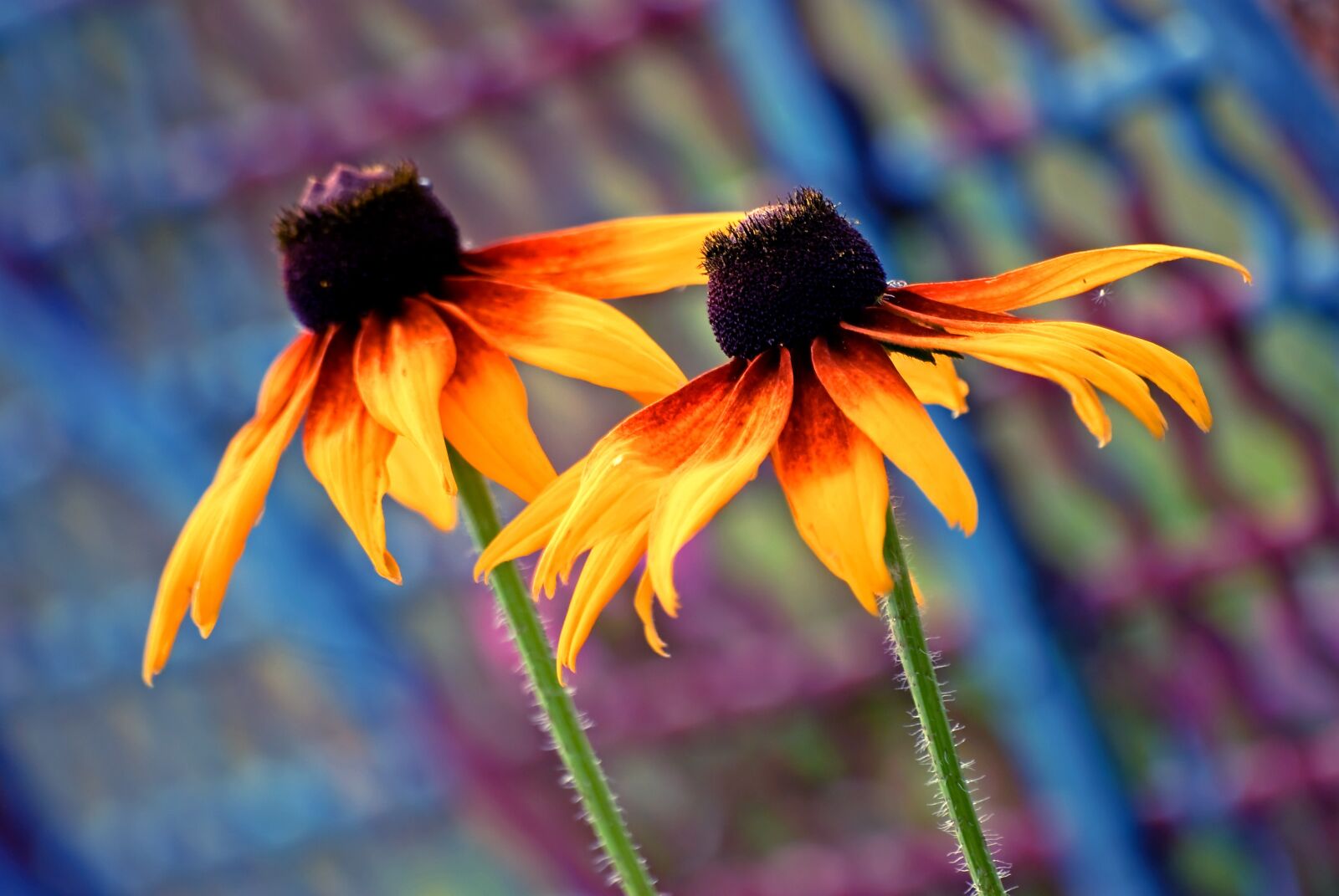 Nikon D80 sample photo. Nature, flower, plant photography
