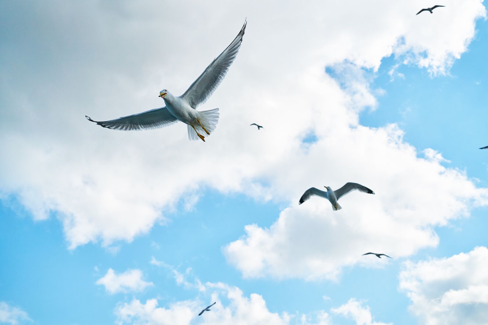 Sony a7R II sample photo. Seagull, bird, to migrate photography