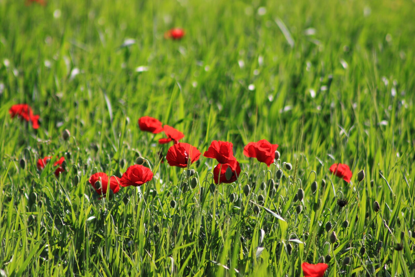 Canon EOS 500D (EOS Rebel T1i / EOS Kiss X3) sample photo. Papaver rhoeas, spring, flower photography