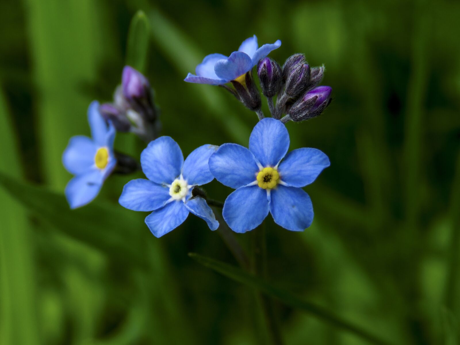 Canon PowerShot SX60 HS sample photo. Forget-me-not, myosotis sylvatica, flowers photography