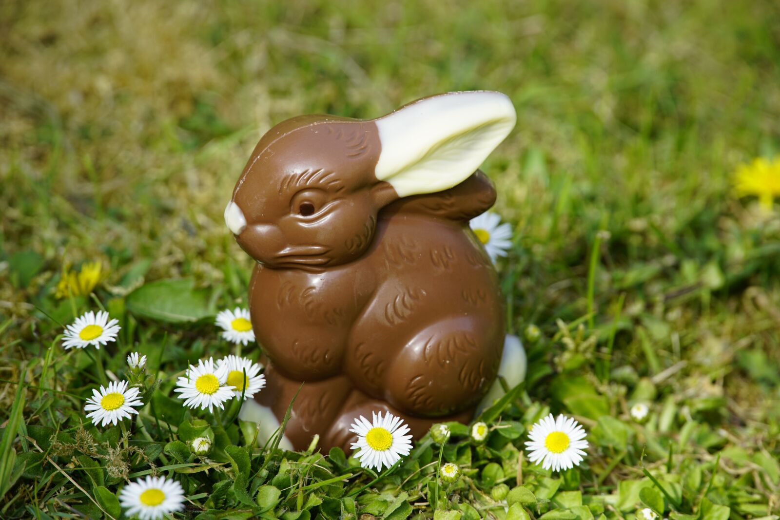 Sony a7R II + Sony E PZ 18-105mm F4 G OSS sample photo. Easter, bunny, cute photography