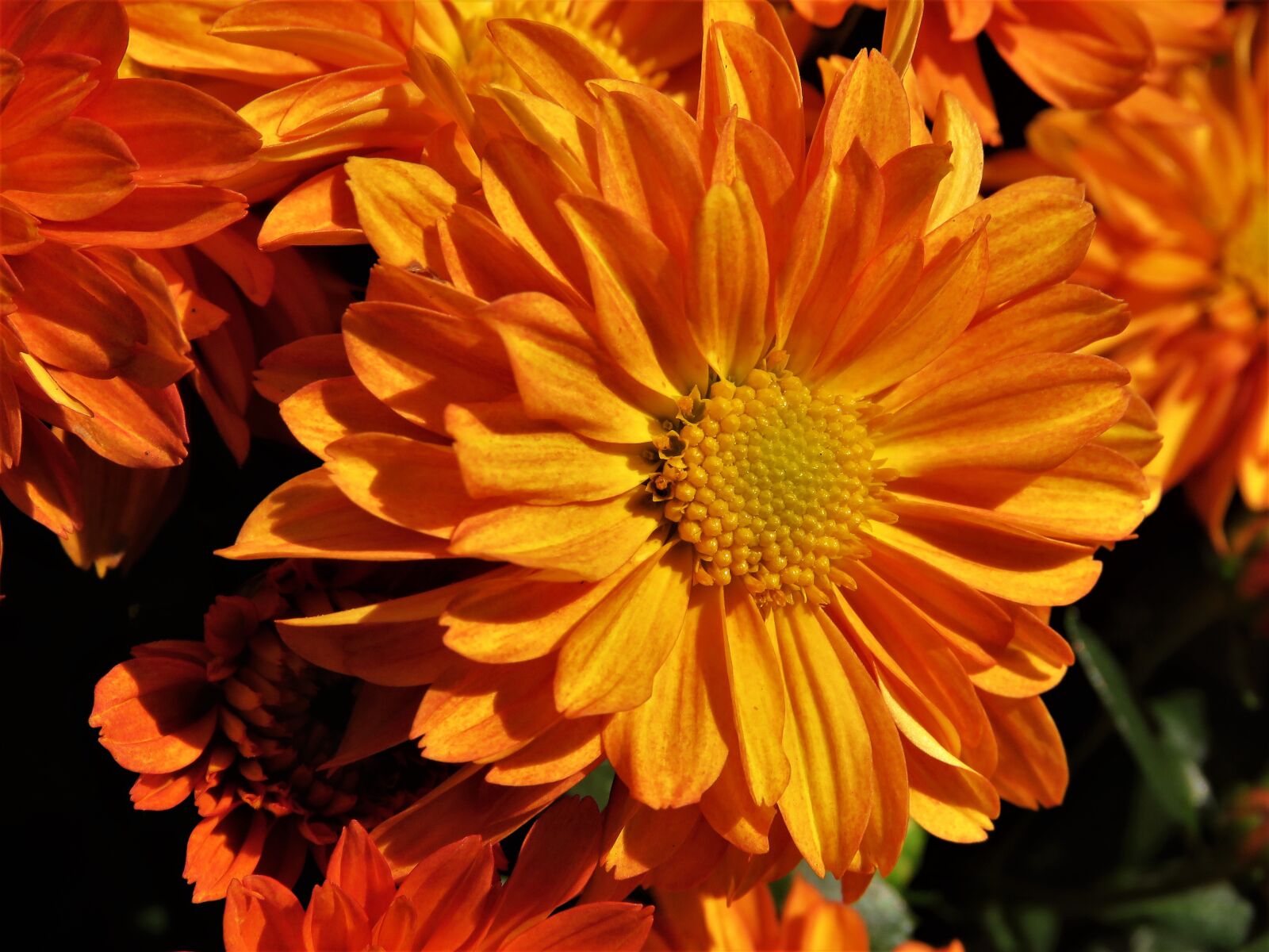 Canon PowerShot SX60 HS sample photo. Flower, orange, gold photography