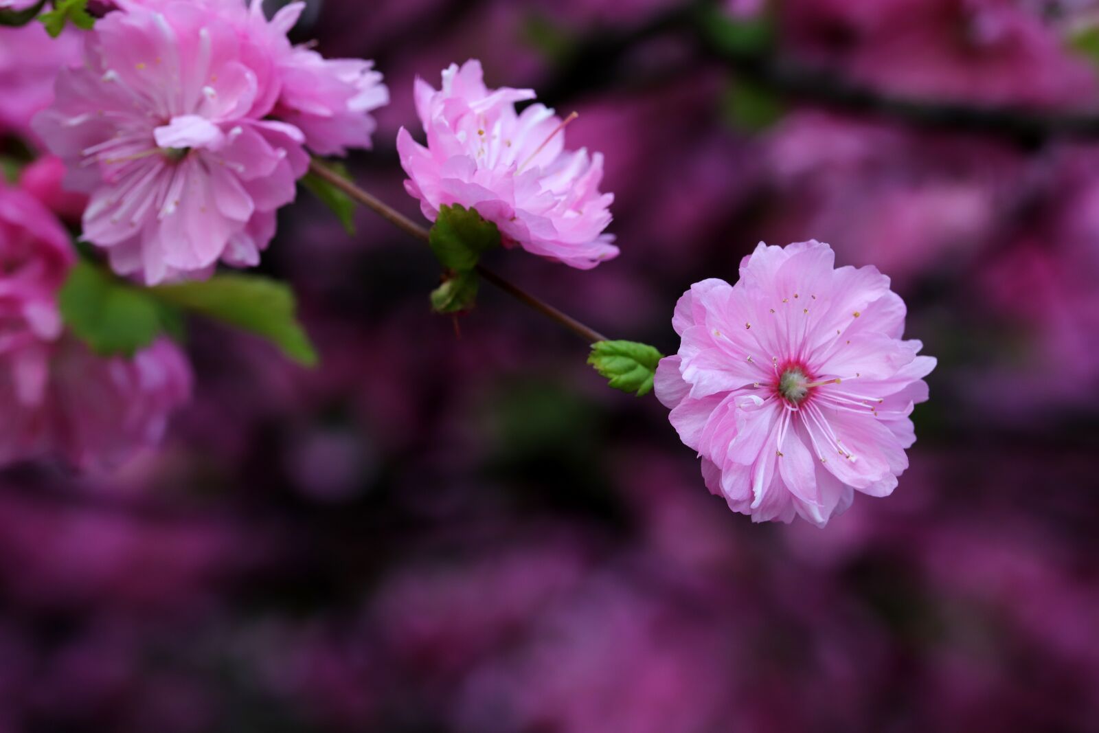 Canon EOS 6D Mark II sample photo. Cherry tree, fold cherry photography