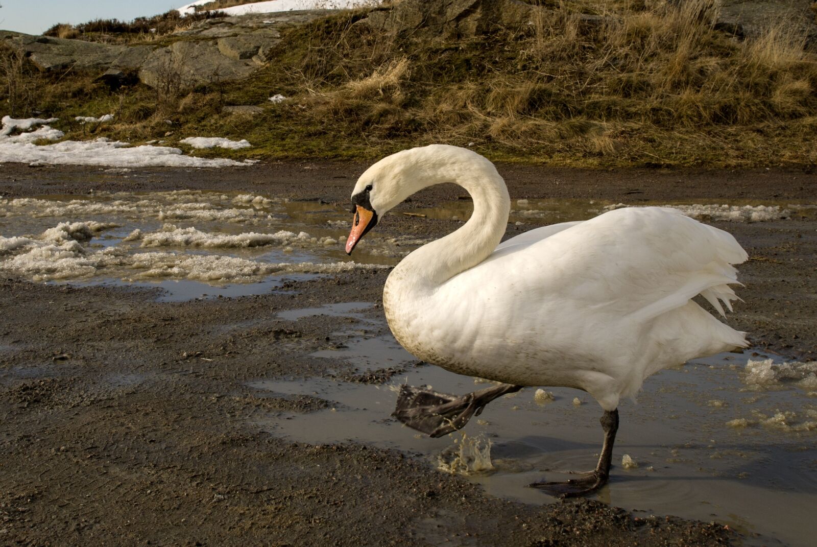 Nikon D80 sample photo. Swan, nature, animals photography