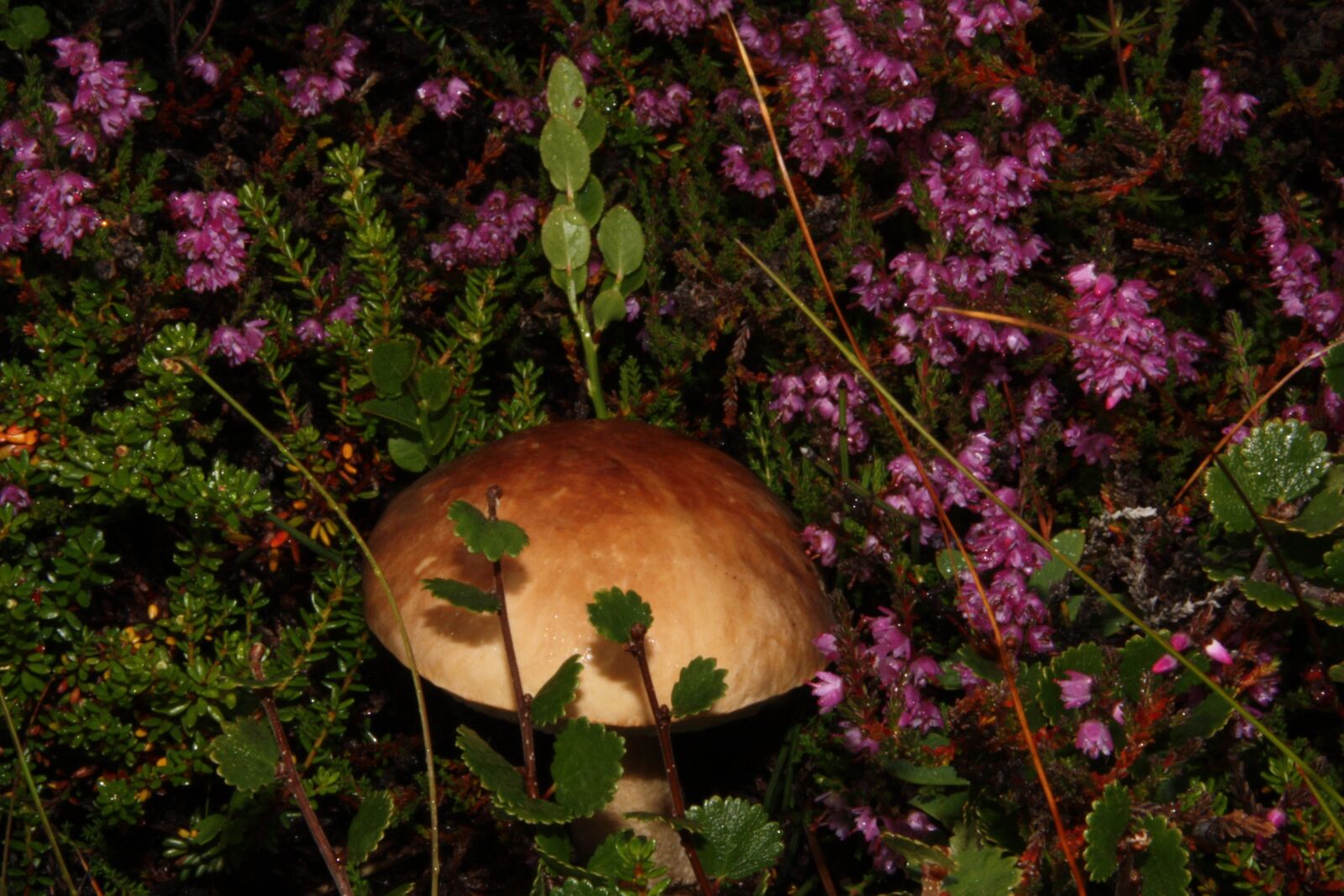 Canon EOS 450D (EOS Rebel XSi / EOS Kiss X2) sample photo. Mushroom, cap, iceland photography