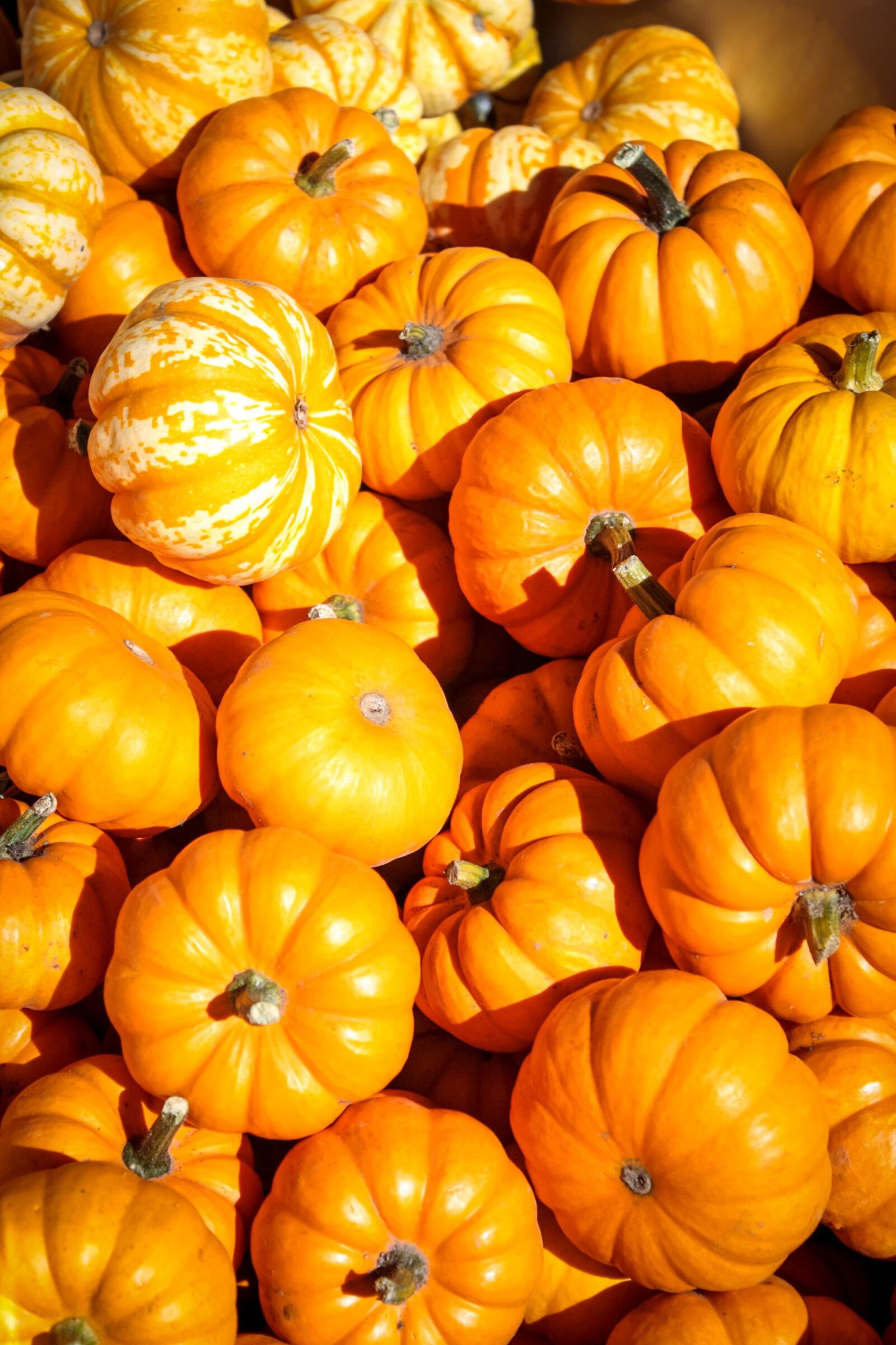 Canon EOS 1000D (EOS Digital Rebel XS / EOS Kiss F) sample photo. Halloween, pumpkins, autumn photography