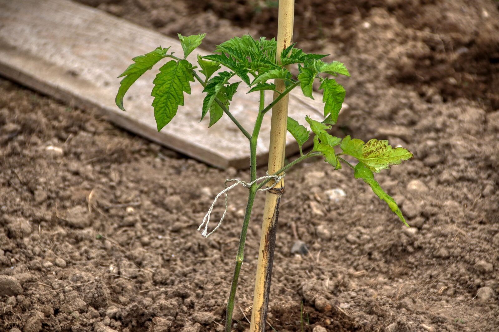 Canon EOS 80D sample photo. Tomato plant, shrub, vegetables photography