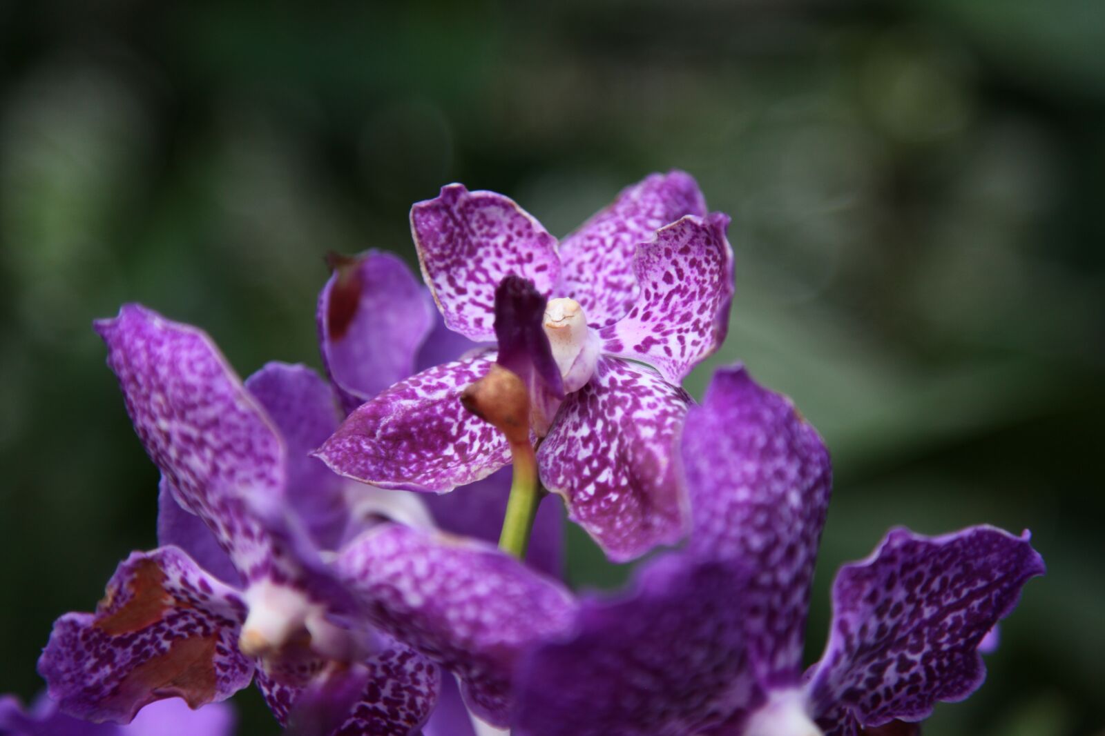 Canon EOS 5D Mark II sample photo. Orchid, flower, blossom photography