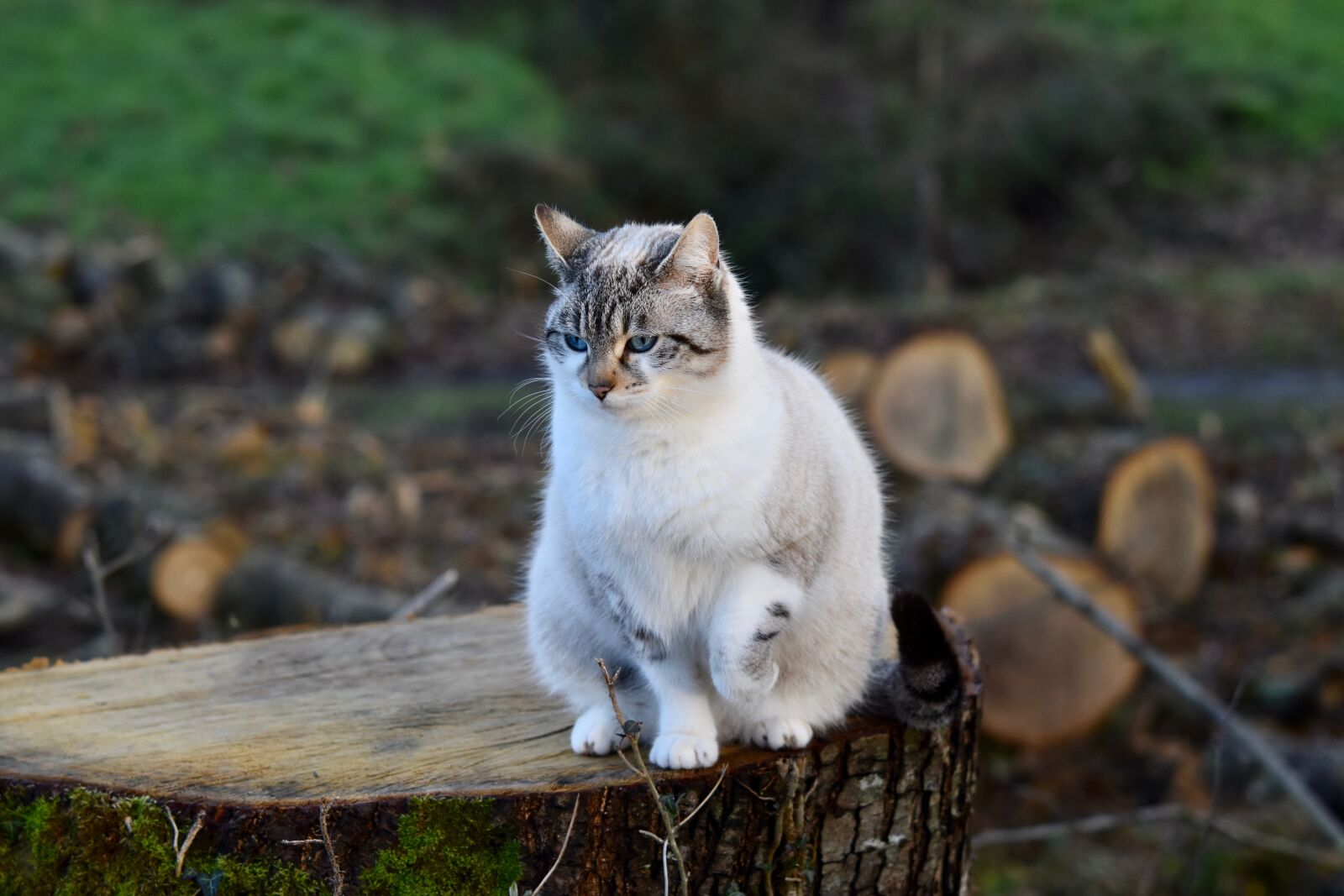 Nikon D5600 sample photo. Cat, cat sitting, feline photography