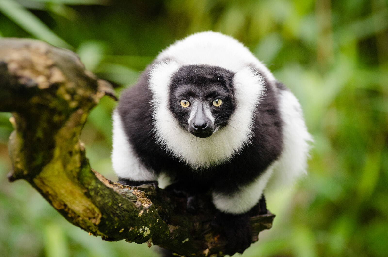 AF Zoom-Nikkor 80-200mm f/2.8 ED sample photo. Black, and, white, animal photography