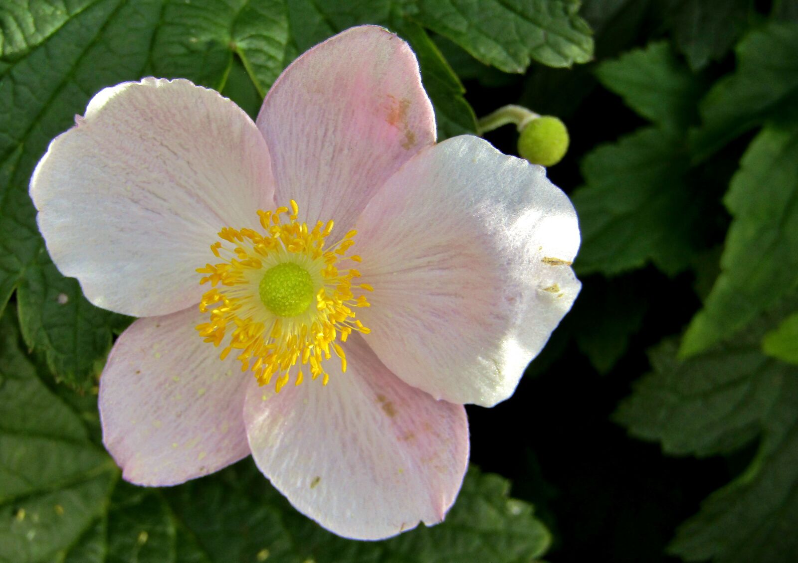 Canon POWERSHOT SX432 IS sample photo. Herbstannemone, annemonen, pink photography
