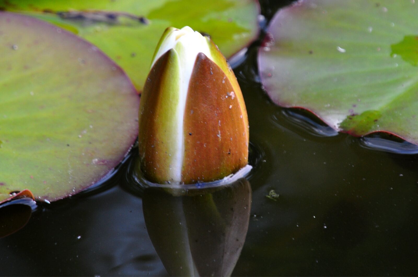 Nikon D5000 sample photo. Flower, water, pond photography