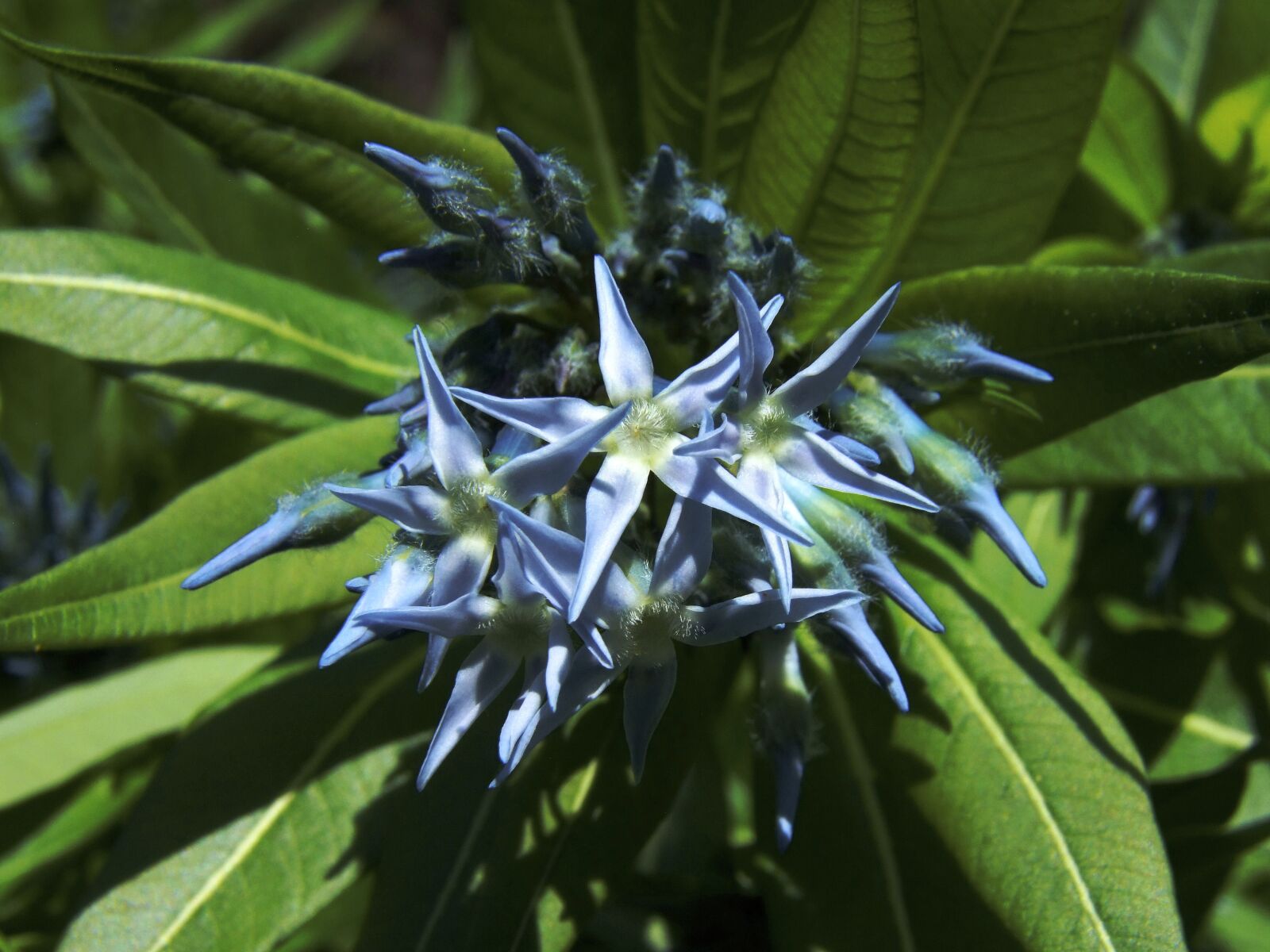 Fujifilm FinePix S100fs sample photo. Giant k kcsillag flower photography