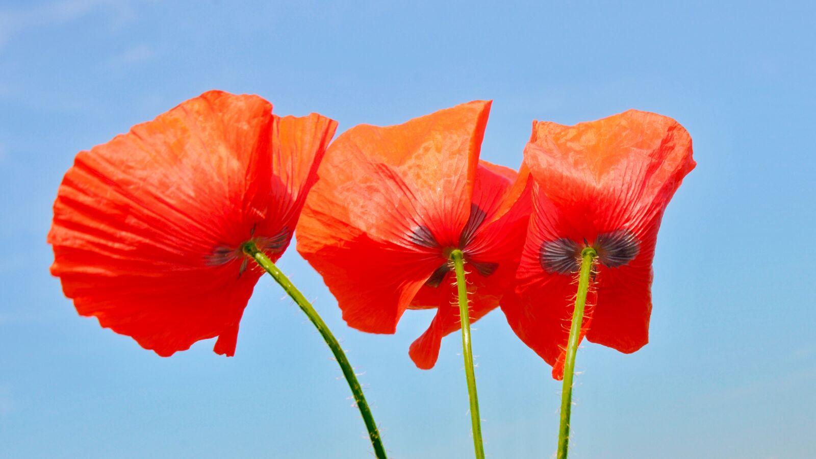 Nikon D90 sample photo. Spring, nature, poppy photography
