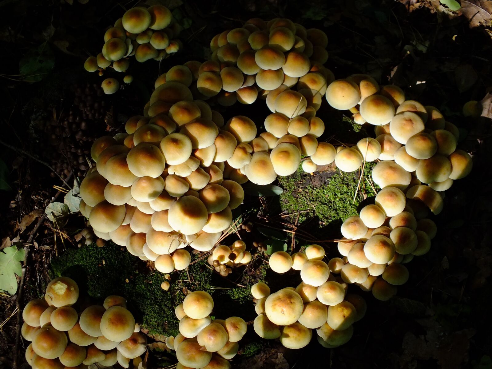 Fujifilm FinePix HS30EXR sample photo. Forest, mushrooms, top view photography