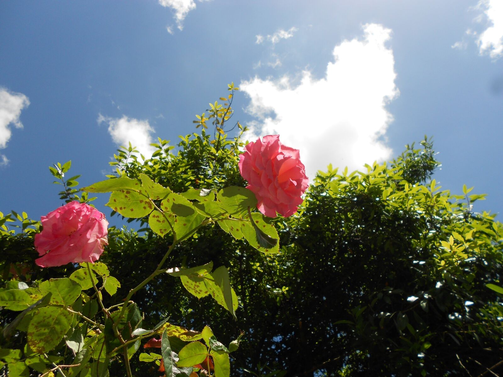 Nikon Coolpix S3100 sample photo. Flowers, roses, sky photography