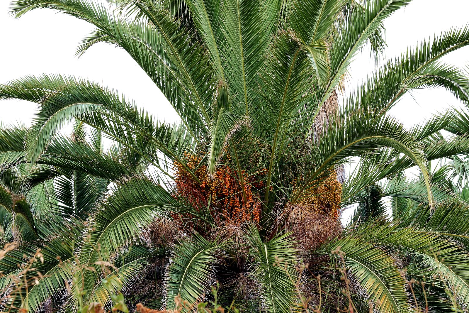 Canon EOS 7D Mark II sample photo. Palma, dates, date palm photography