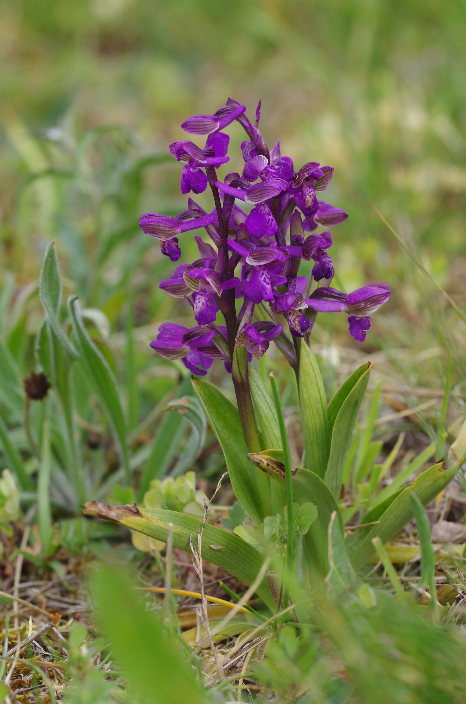 Pentax K-5 sample photo. Orchid, orchidaceae, wild flowers photography