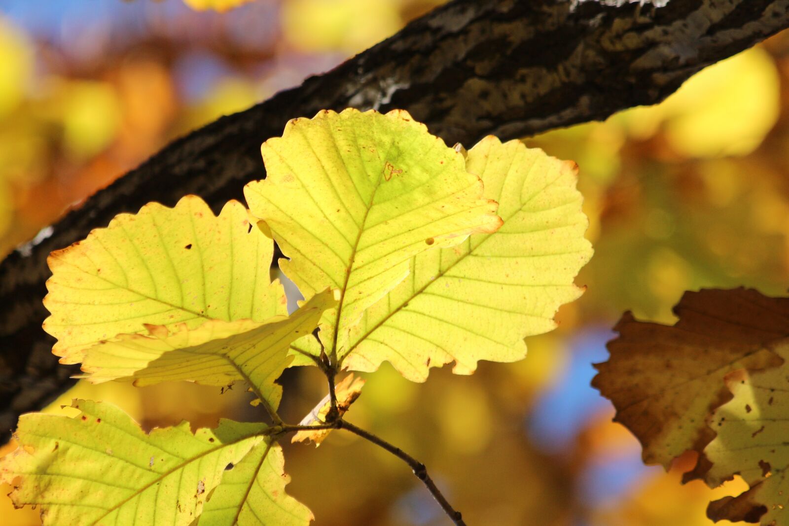 Canon EOS 650D (EOS Rebel T4i / EOS Kiss X6i) sample photo. Sheet, yellow leaves, autumn photography