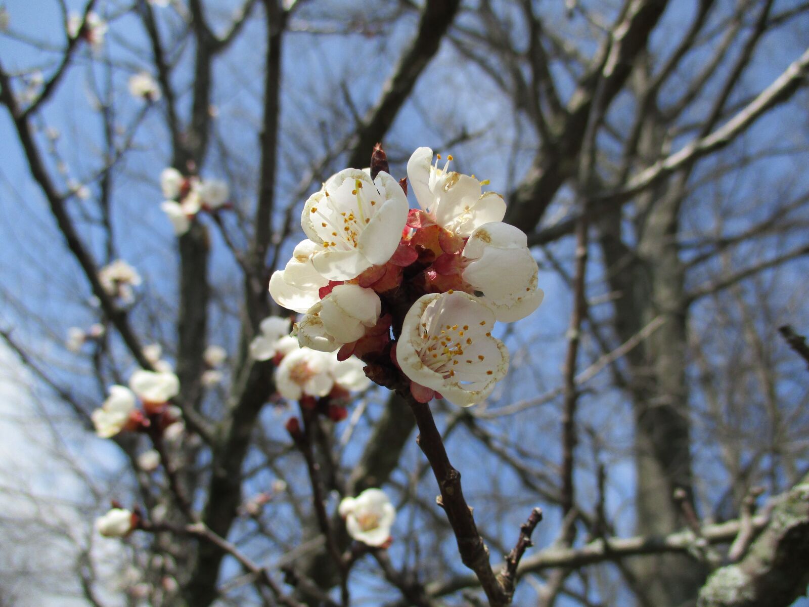 Canon PowerShot ELPH 180 (IXUS 175 / IXY 180) sample photo. Blossoms, flowering tree, spring photography
