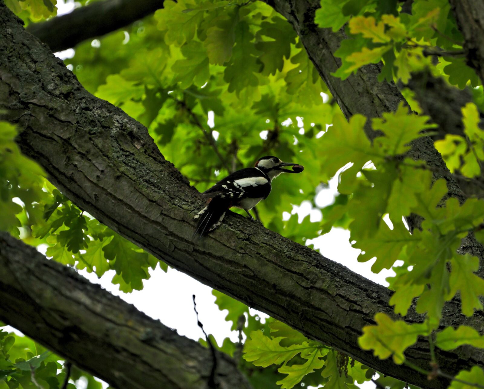 Sony a6000 + Sony FE 70-300mm F4.5-5.6 G OSS sample photo. Great spotted woodpecker, great photography
