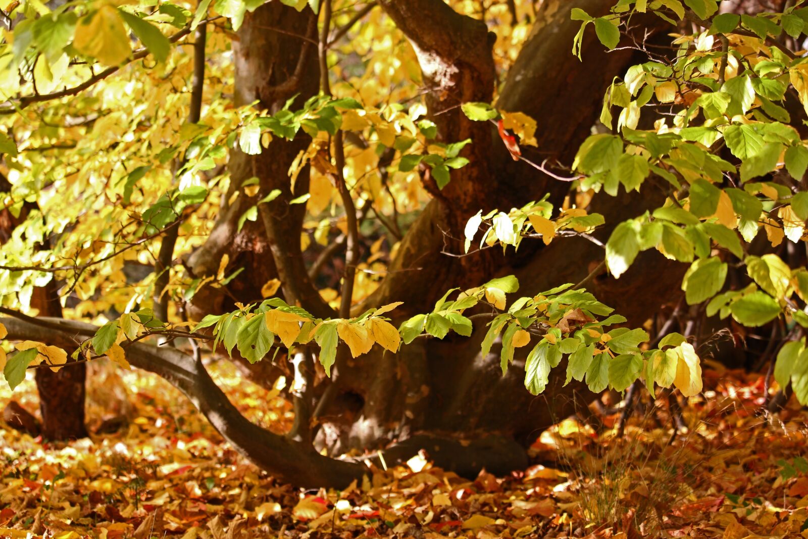 Canon EF-S 55-250mm F4-5.6 IS STM sample photo. Arboretum, greifswald, park photography