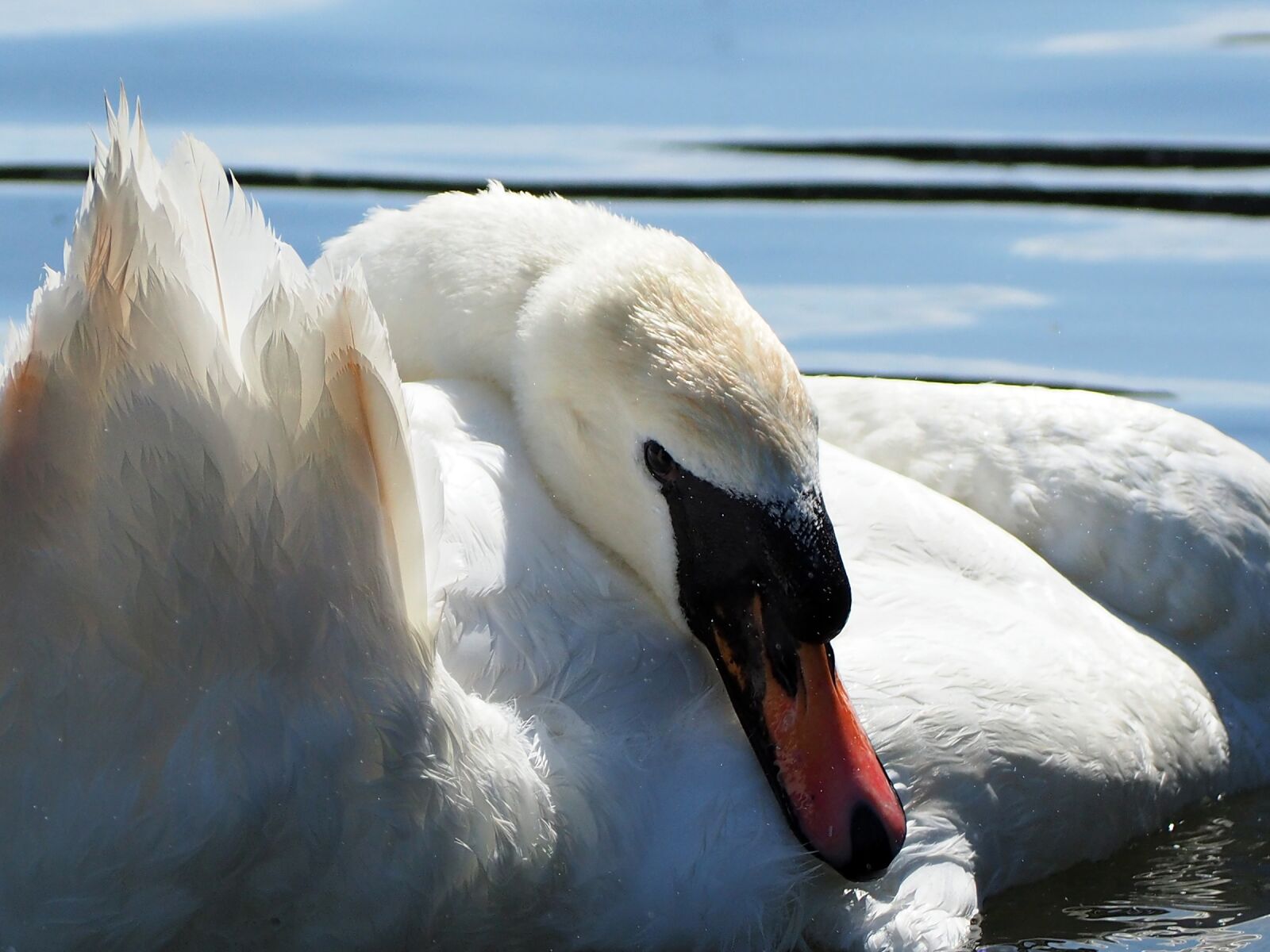 Olympus OM-D E-M10 sample photo. Swan, lake, park photography
