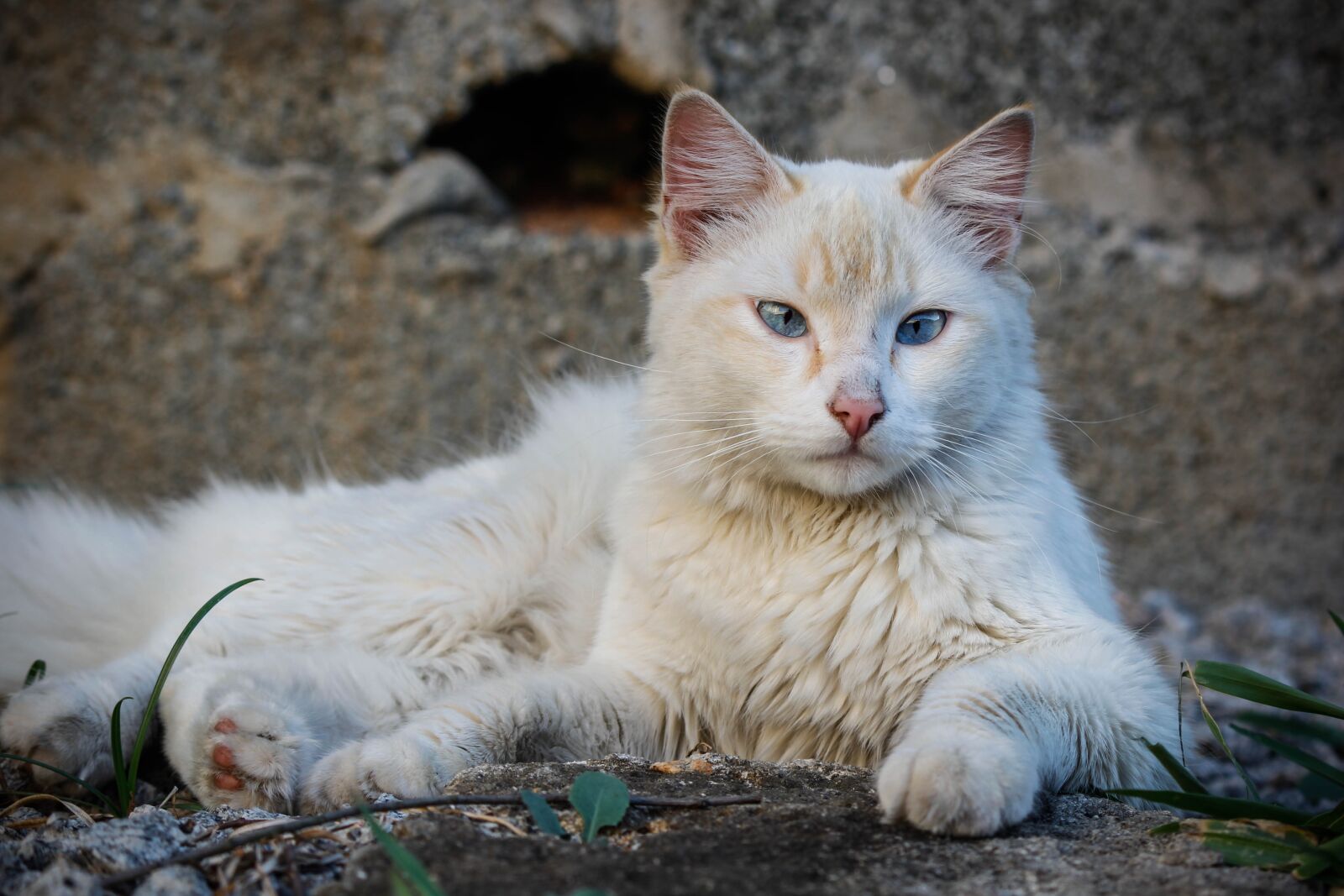 Canon EOS 60D sample photo. Cat, animal, pet photography