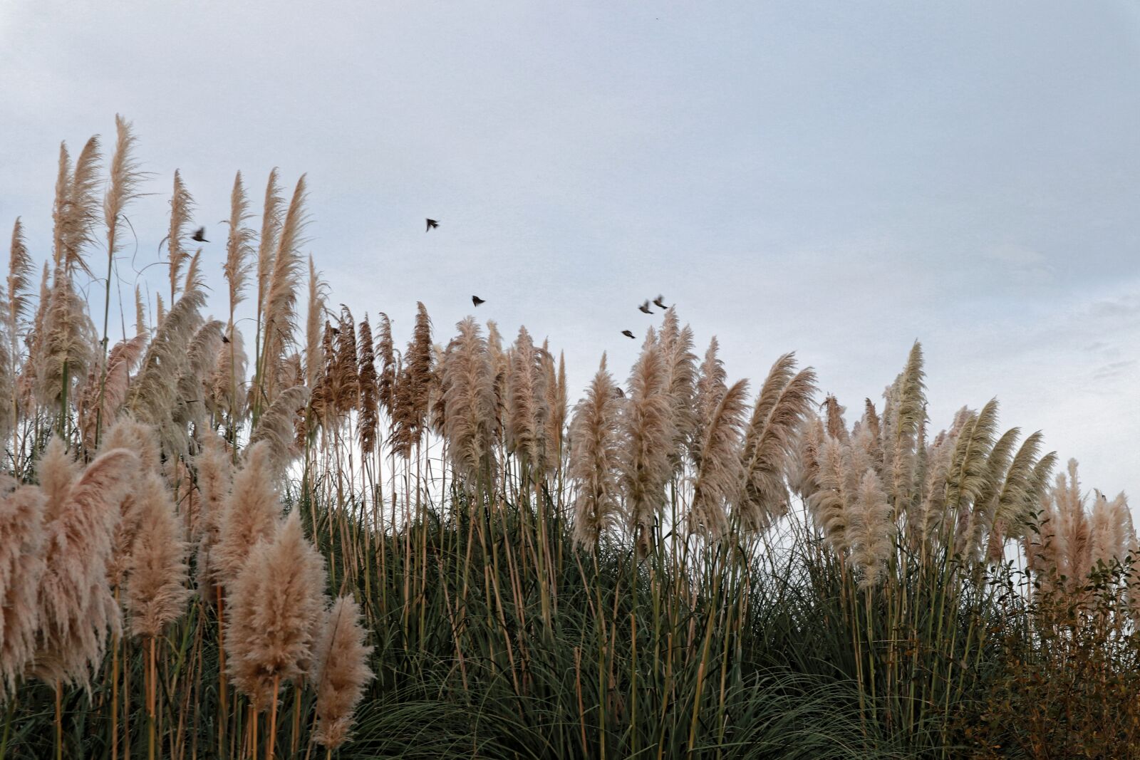 Canon EOS M100 sample photo. Nature, outdoors, wood photography