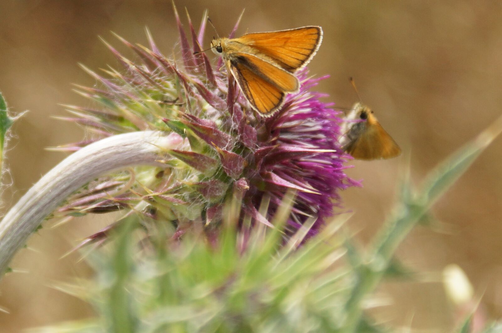 Sony SLT-A65 (SLT-A65V) sample photo. Thistle, thistle flower, butterfly photography
