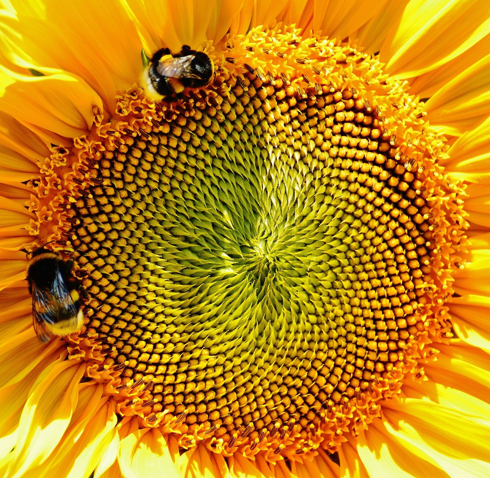 Nikon D3200 sample photo. Sunflower, bumblebees, summer photography