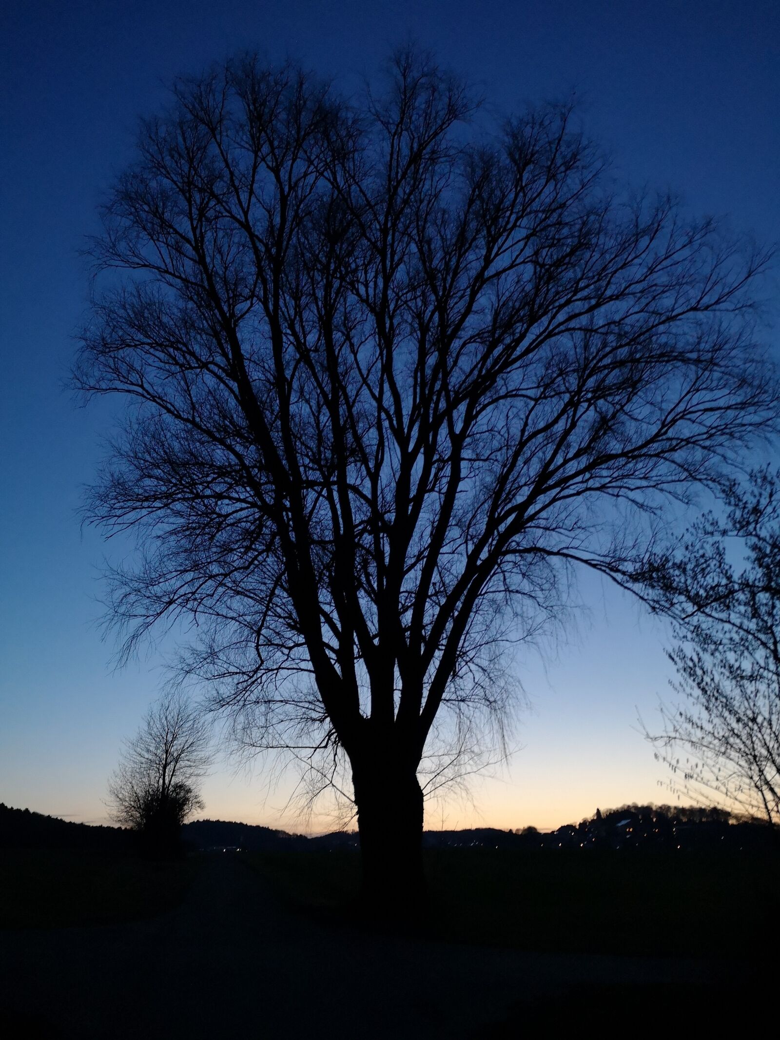 HUAWEI P20 sample photo. Tree, landscape, nature photography