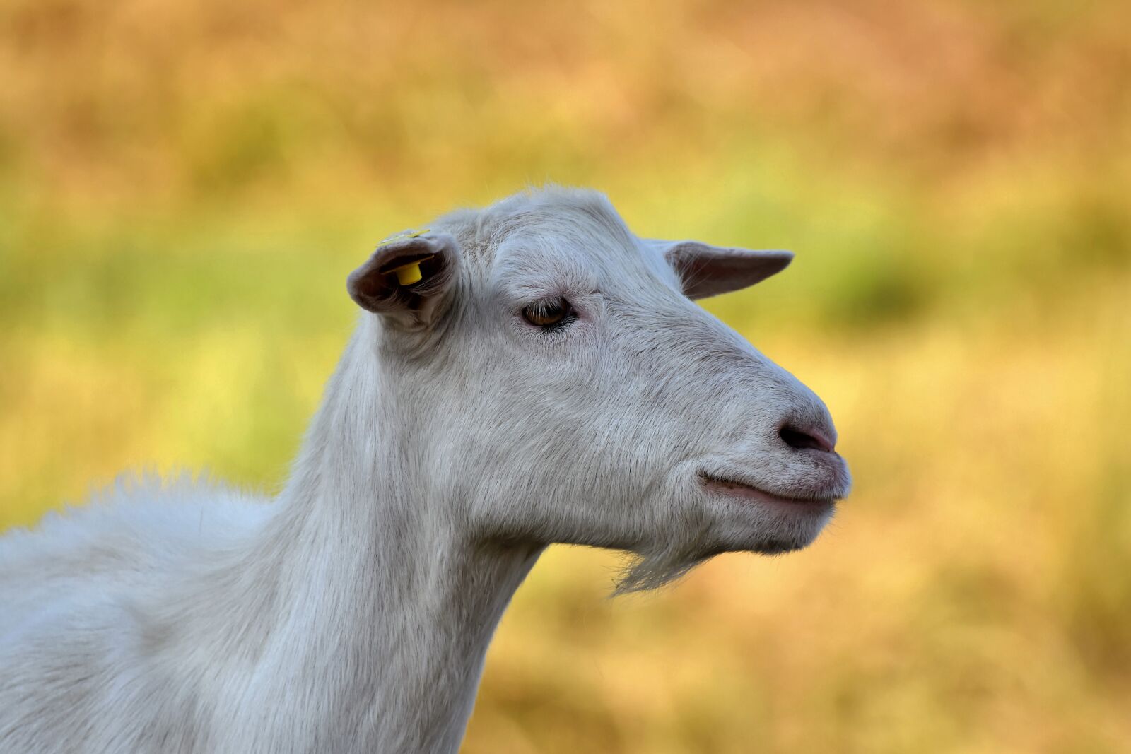 Nikon D7200 sample photo. Goat, goats, flock photography