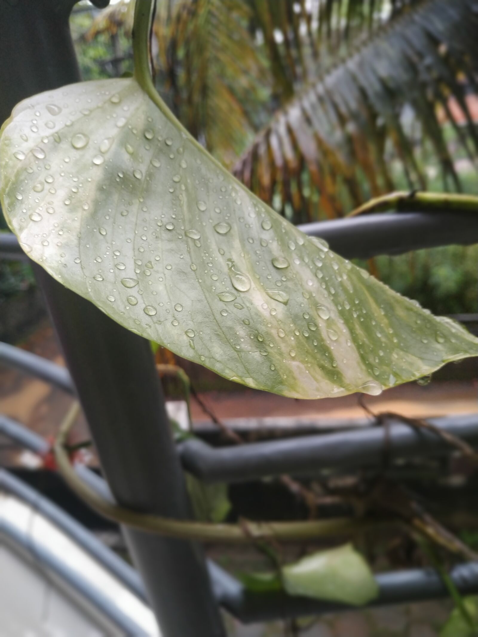 Xiaomi Redmi Note 6 Pro sample photo. Leaf, rain drop, nature photography