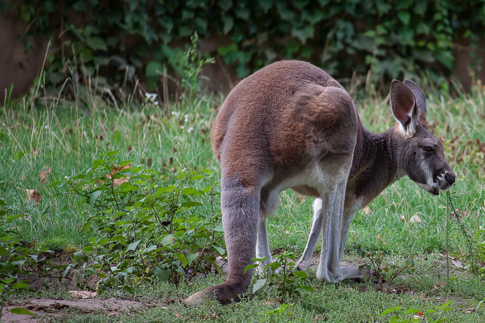 Canon EOS 50D + Canon EF-S 55-250mm F4-5.6 IS STM sample photo. Kangaroo, marsupial, zoo photography