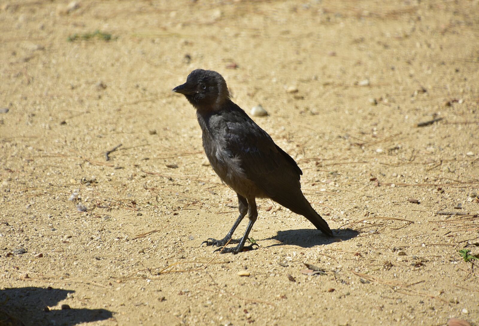 Nikon D7200 sample photo. Crows, rook, black photography