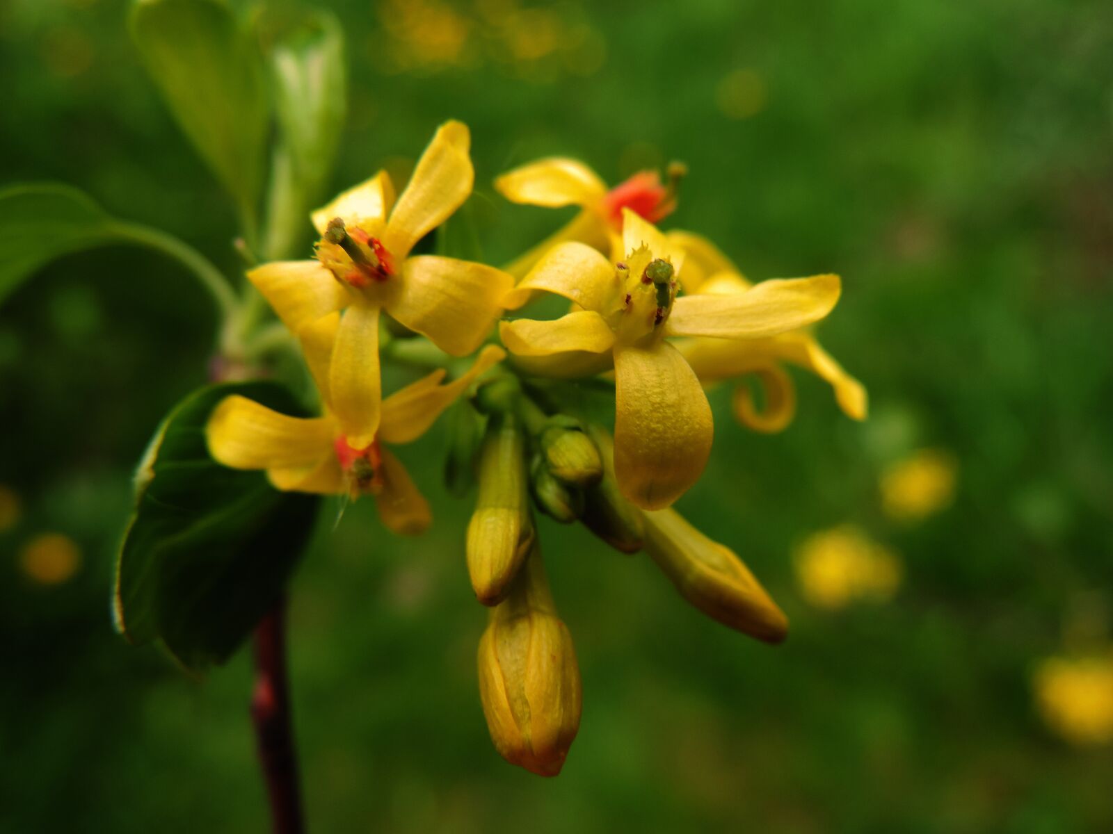 Nikon Coolpix P520 sample photo. Flower, yellow, spring photography