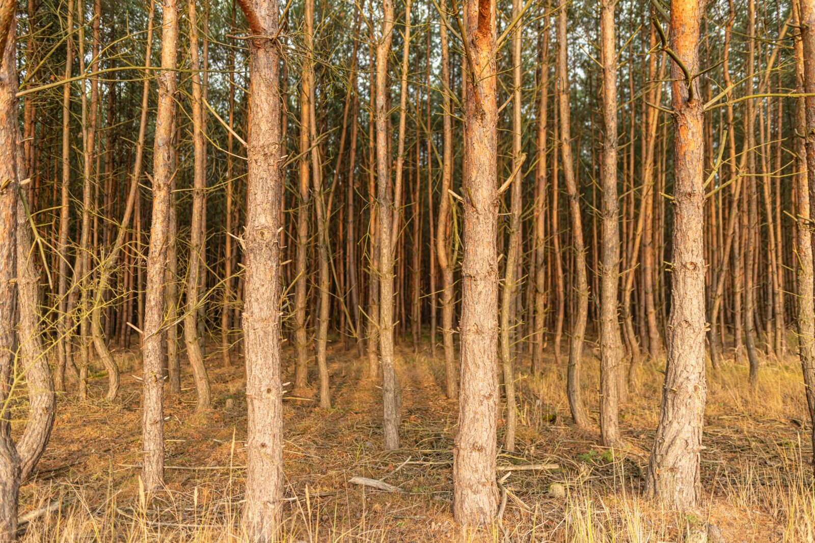 Nikon D850 sample photo. Trees, forest, nature photography