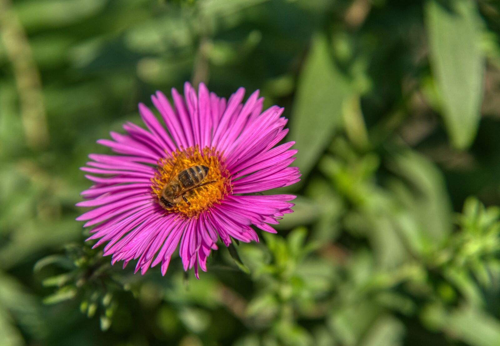 Nikon D750 sample photo. Aster, autumn flower, blossom photography