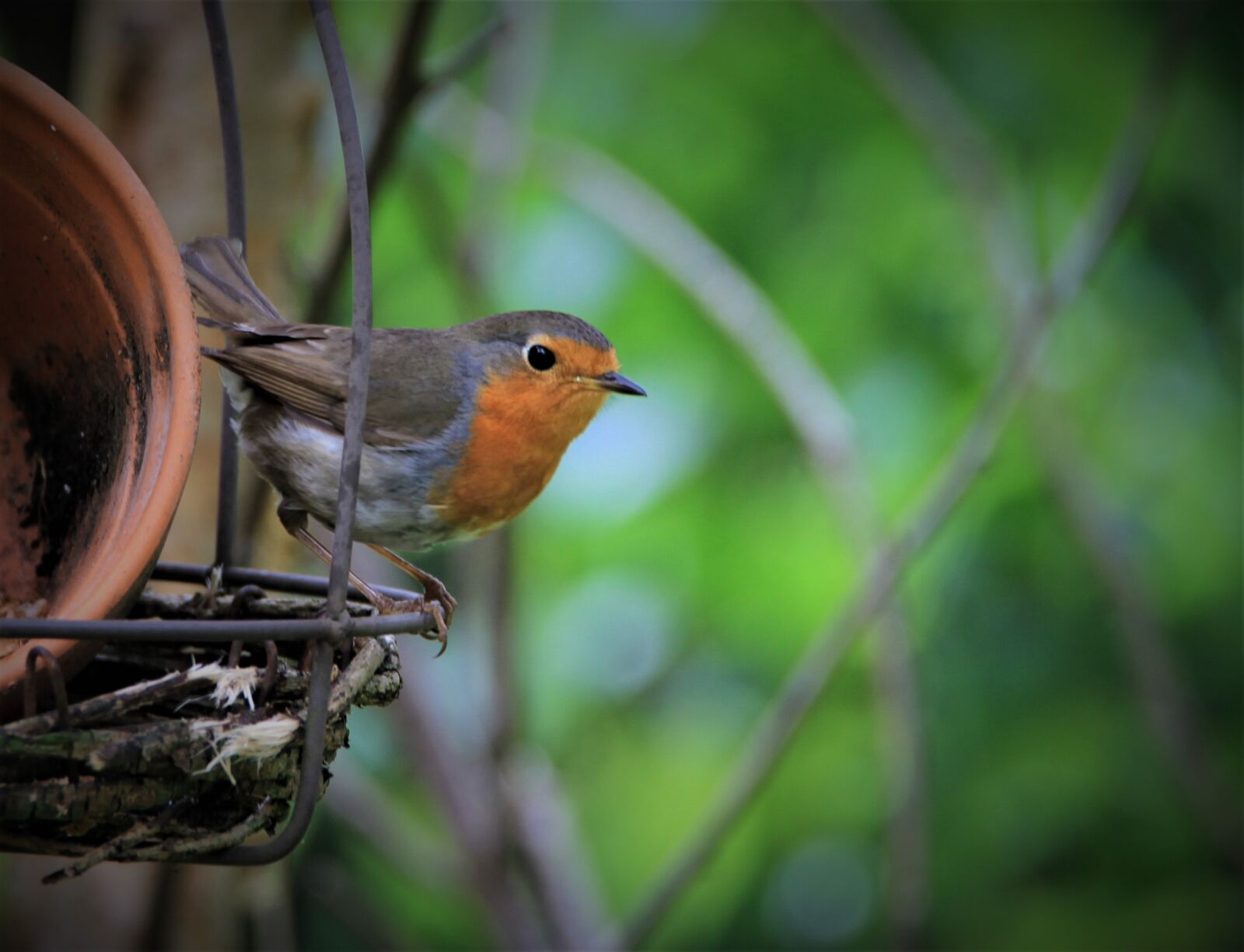 Tamron SP 150-600mm F5-6.3 Di VC USD sample photo. Robin, bird, songbird photography