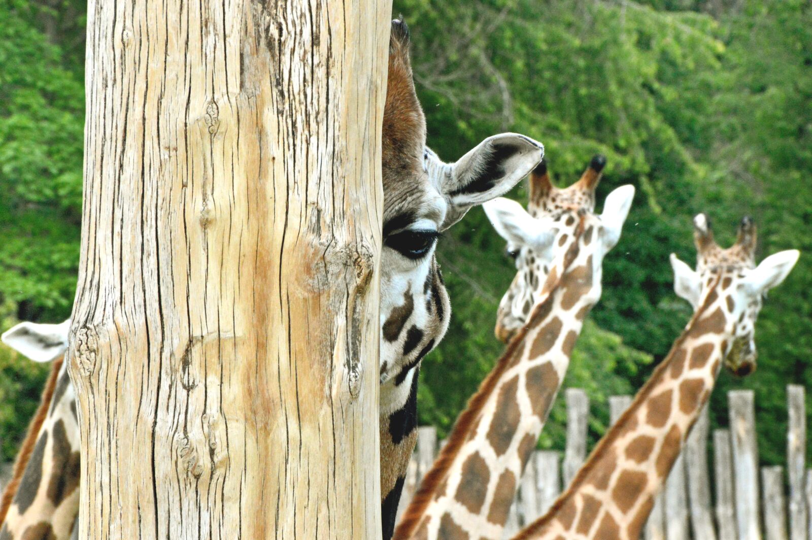 Nikon D3200 sample photo. Giraffe, zoo, tier photography