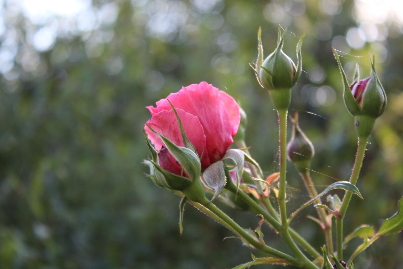 Canon EOS 1300D (EOS Rebel T6 / EOS Kiss X80) sample photo. Autumn, rose, flower photography