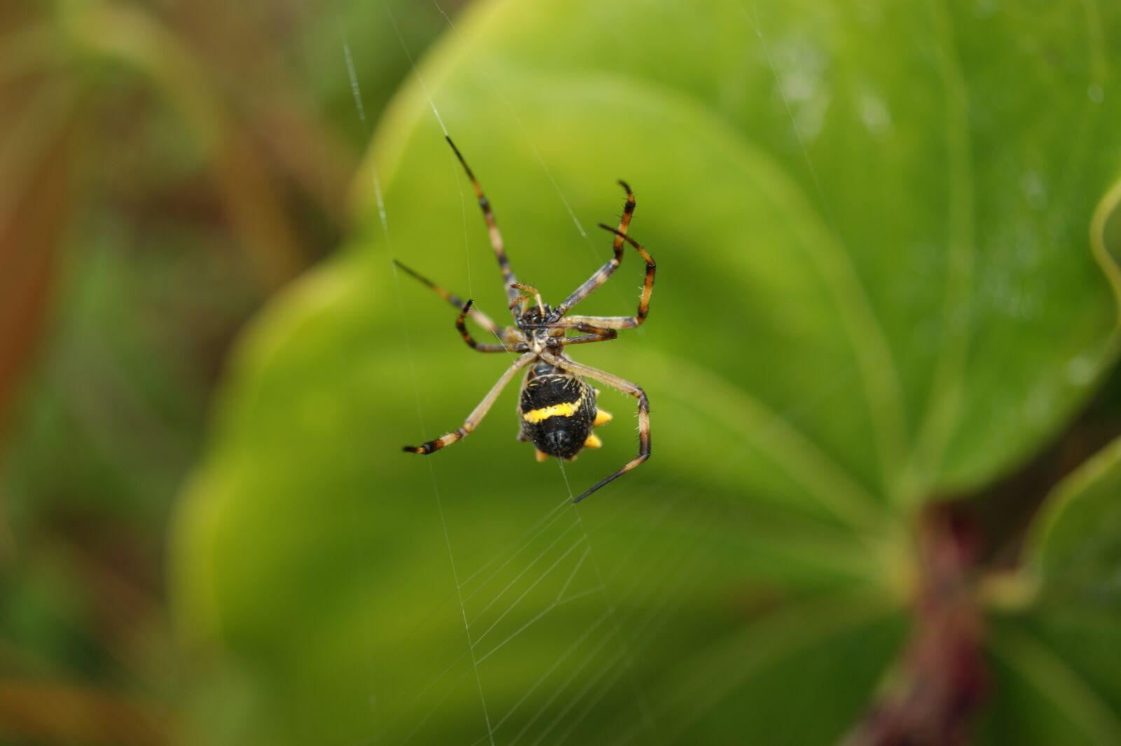 Sony Alpha DSLR-A390 sample photo. Nature, in, the photography