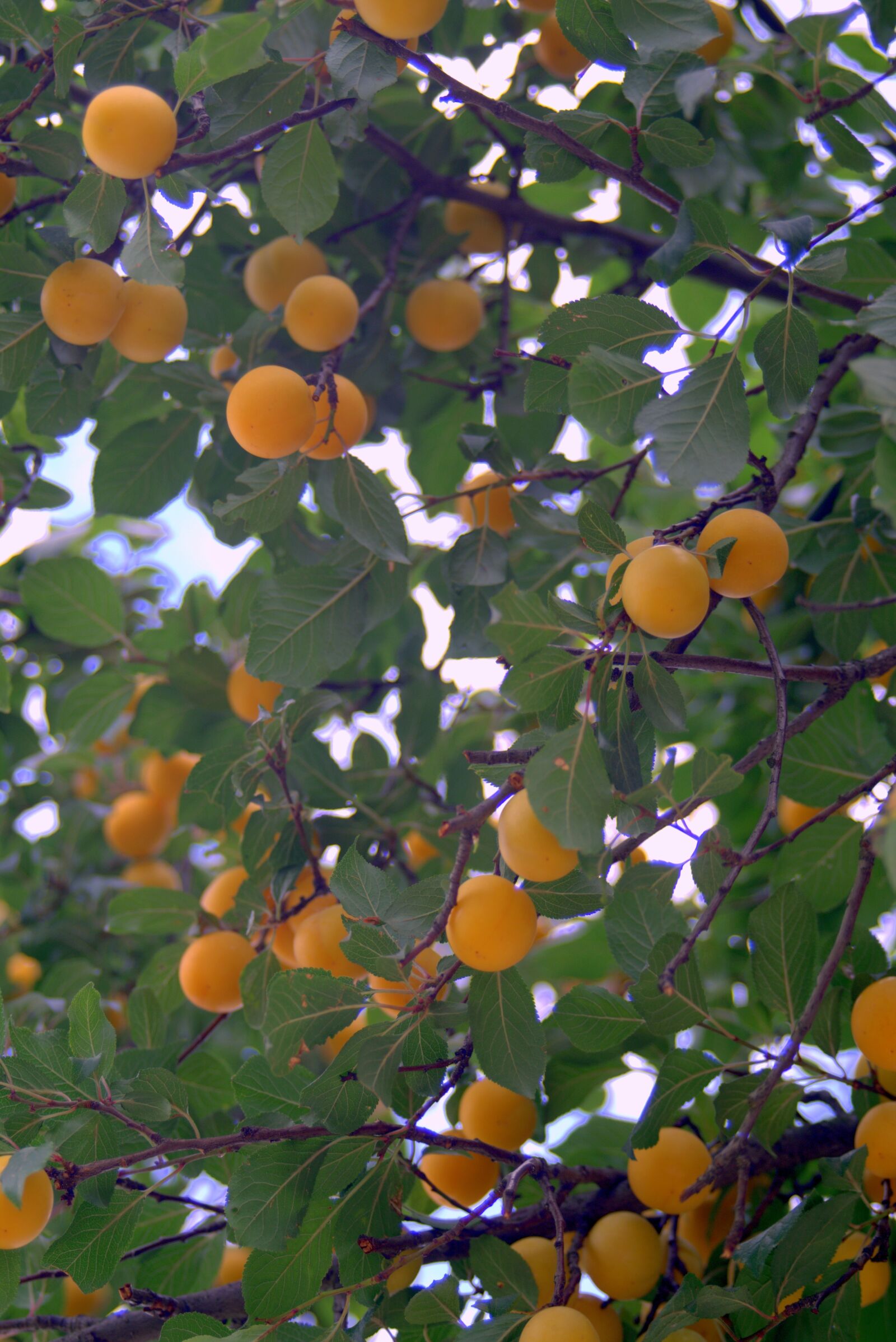 Pentax K-S2 sample photo. Mirabelka, damson, plum photography